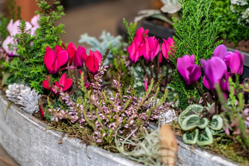 15 tuin- en balkontips voor september